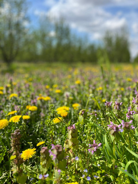 PETITS JARDINIERS