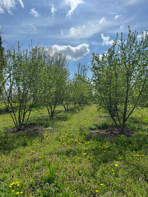 PETITS JARDINIERS